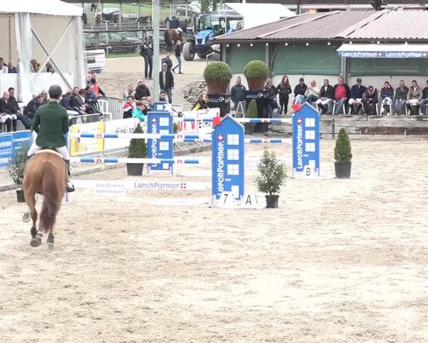 FEI Reitturnier Humlikon (SUI) 2018