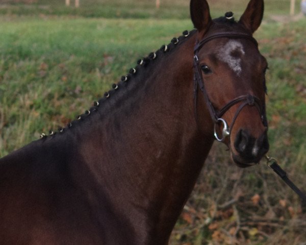 jumper Quality-Look BS (Oldenburg show jumper, 2009, from Quality 9)