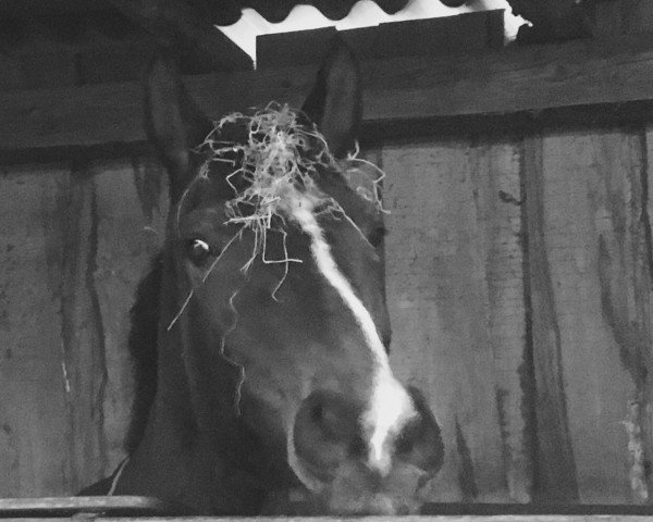 broodmare Waldfee (Hanoverian, 1991, from Wandervogel I)