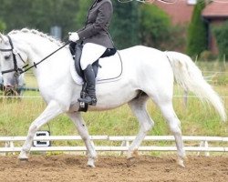 dressage horse Maestoso Munja (Lipizzaner, 2005, from Maestoso Trofetta O)