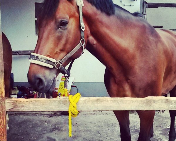 Pferd IL-Varo-G (Belgisches Warmblut, 2008, von Calvaro Z)