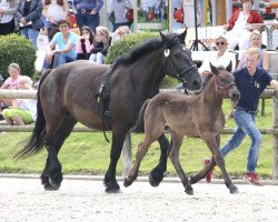 horse Namika (Rhenish-German Cold-Blood, 2017, from Navajo)
