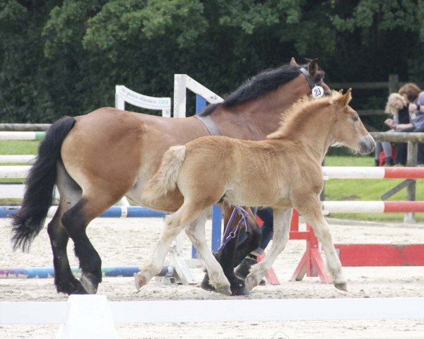 horse Hengst von Adoro / Edgar (Rhenish-German Cold-Blood, 2017, from Adoro)