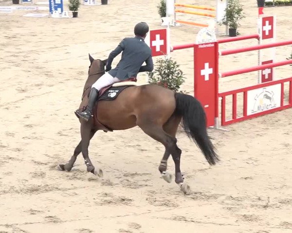 FEI Reitturnier Humlikon (SUI) 2018