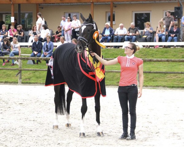 broodmare Viktoria Secret ST (Westphalian, 2014, from Sezuan)