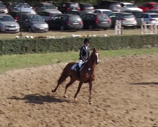 Reitturnier Jühnsdorf 2018