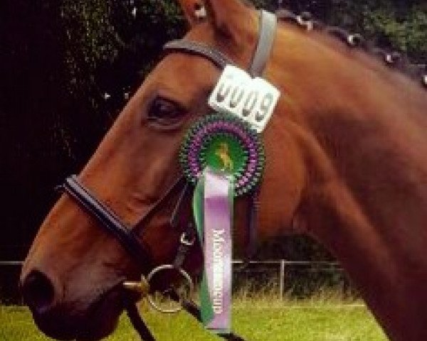 horse Golden Girl (Mecklenburg, 1995, from Golden Miller)