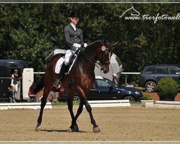 dressage horse Laurenzio R (Württemberger, 1999, from Lauries Crusador xx)