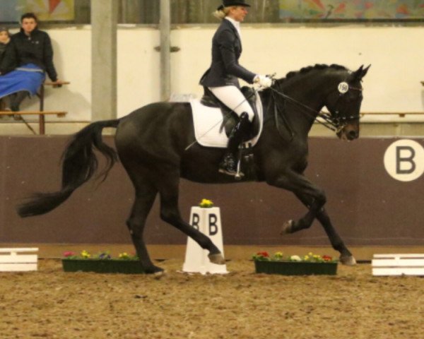 Dressurpferd Scipio 42 (Rheinländer, 2003, von Sandro Hit)