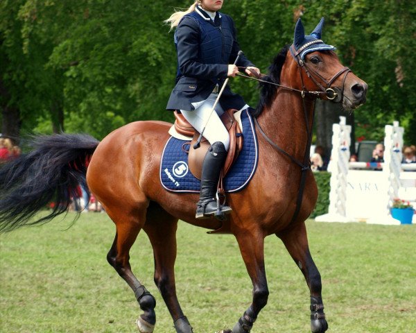 broodmare Laageinds Elsje (Nederlands Welsh Ridepony, 1995, from Wester Aikema's Nando)