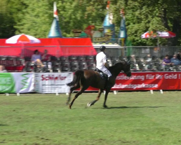 Reitturnier Aschersleben 2018