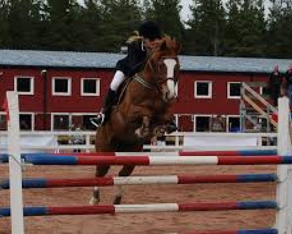Pferd Disney (Deutsches Reitpony, 1999, von Chantre B)