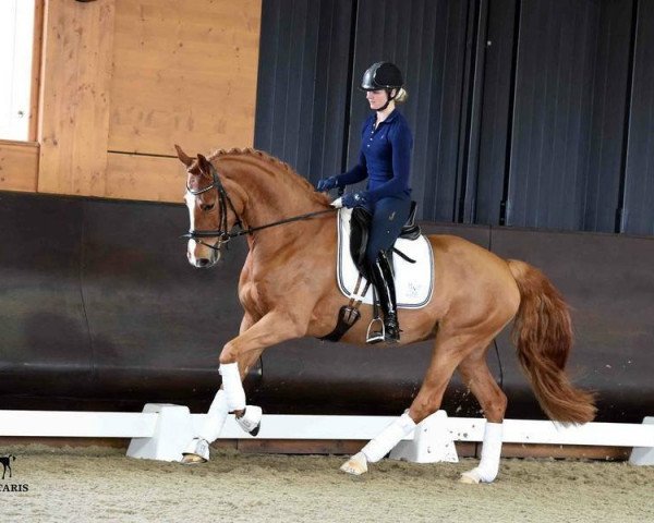 Pferd Finesse 352 (Oldenburger, 2011, von Florett As)