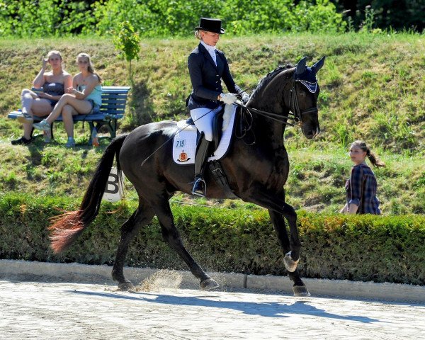 dressage horse Stanley 180 (Oldenburg, 2010, from Sir Donnerhall I)