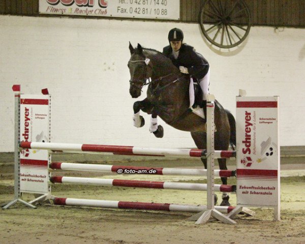 jumper Ko 2 (KWPN (Royal Dutch Sporthorse), 1992, from Gino)
