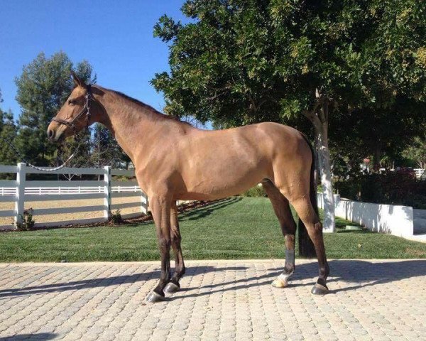 broodmare Ballerina K (Hanoverian, 2005, from Baloubet du Rouet)