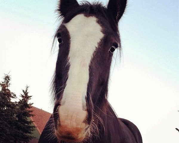 horse Ryan Amand van de Goudse Hofsteden (Tinker / Irish Cob / Gypsy Vanner, 2008, from Sandokan van Stoeterij de Ierse Tinker)