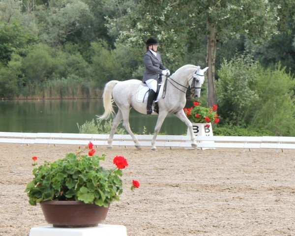 Dressurpferd Csaszar Szendrey (Ungarisches Warmblut, 1996, von Hullam-80) Dressurpferd Csaszar Szendrey (Ungarisches Warmblut, 1996, von Hullam-80)