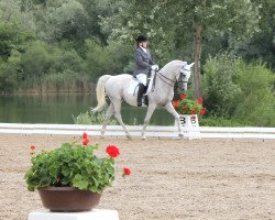 dressage horse Csaszar Szendrey (Hungarian Warmblood, 1996, from Hullam-80)
