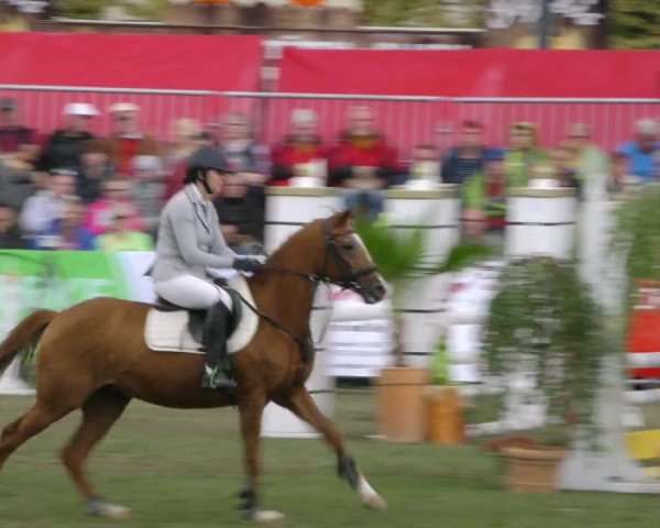 Reitturnier Aschersleben 2018
