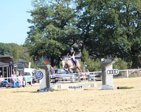 jumper Einfach Levana (Oldenburg show jumper, 2011, from Landuro 2)
