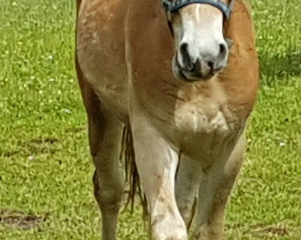 stallion Wellentänzer 4 (Haflinger, 2015, from Wunderknabe)