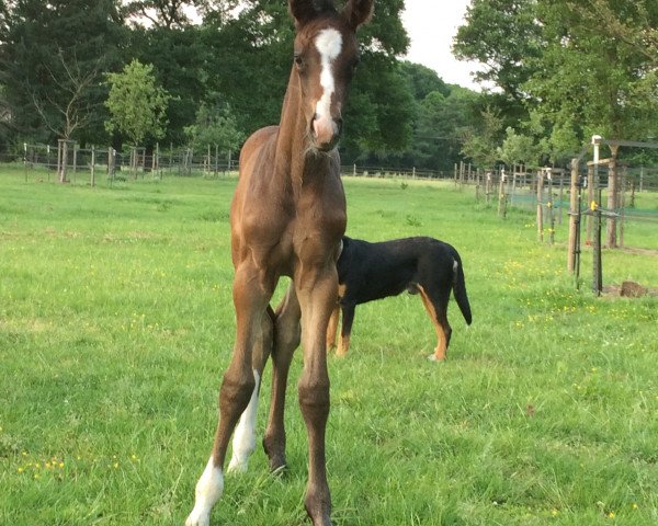 horse Sabea (Westphalian, 2017, from Sir Heinrich OLD)