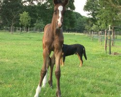 Pferd Sabea (Westfale, 2017, von Sir Heinrich OLD)