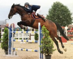 Springpferd Dieter 41 (Westfale, 2010, von Diarado)