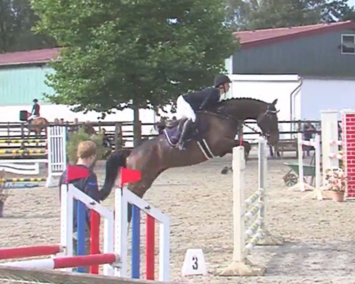 Springpferd Dialan B (Holsteiner, 2012, von Diarado)