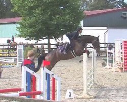 Springpferd Dialan B (Holsteiner, 2012, von Diarado)