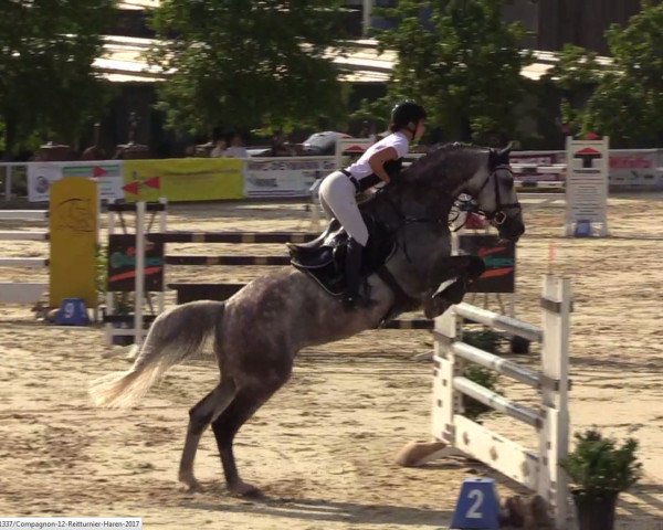 jumper Compagnon 12 (Oldenburg show jumper, 2011, from Calvados)