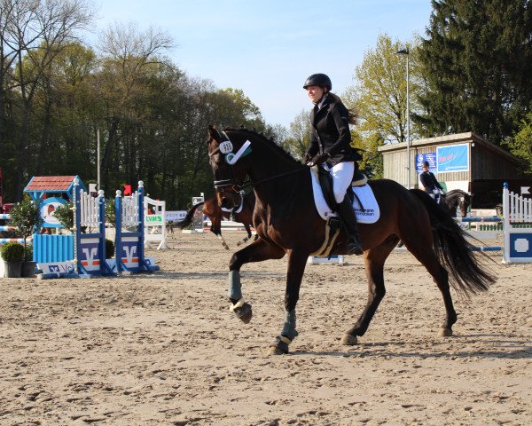 jumper Ladelund (Holsteiner, 2012, from Larimar)