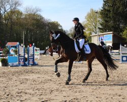 Springpferd Ladelund (Holsteiner, 2012, von Larimar)
