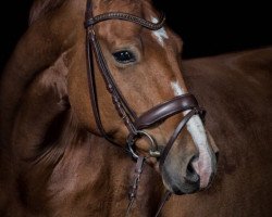 dressage horse Quintus W. (German Sport Horse, 2010, from Quaterback)