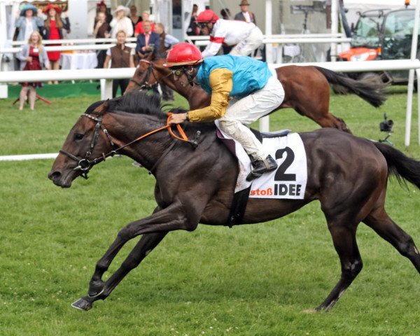 horse Windstoß xx (Thoroughbred, 2014, from Shirocco xx)