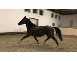 Cavallo Element (Trakehner russo,  )