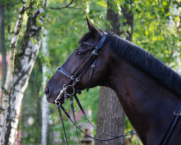 horse Titan 144 (KWPN (Royal Dutch Sporthorse), 2000, from Ronaldo)
