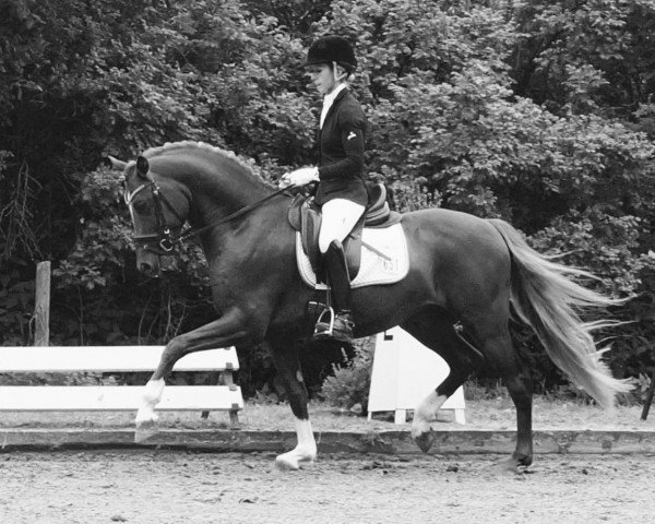stallion Bonbon (German Riding Pony, 2012, from Beckenbauer)