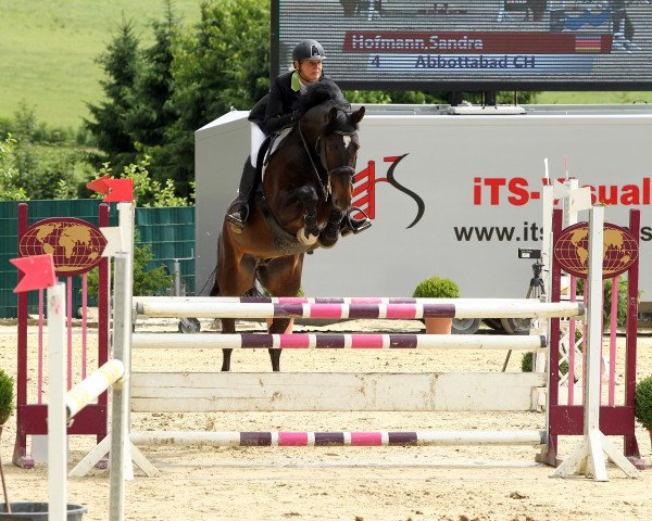 Springpferd Abbottabad CH (Westfale, 2009, von Arpeggio)