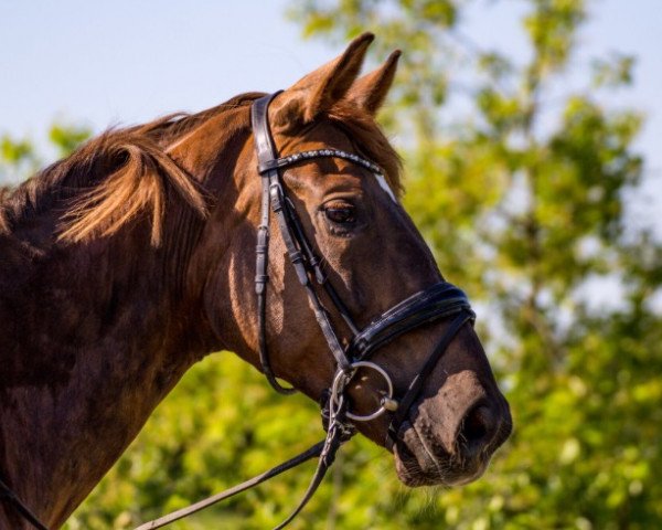 Dressurpferd Samba Girl 8 (Westfale, 2011, von Sir Lanciano)