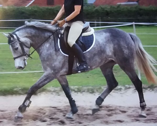 Zuchtstute Amazing Grace 54 (Holsteiner, 2008, von Clinton H)