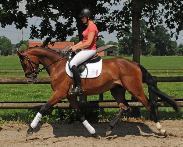 horse Wallach von Rock Forever I/Le Figaro (Oldenburg, 2014, from Rock Forever NRW)