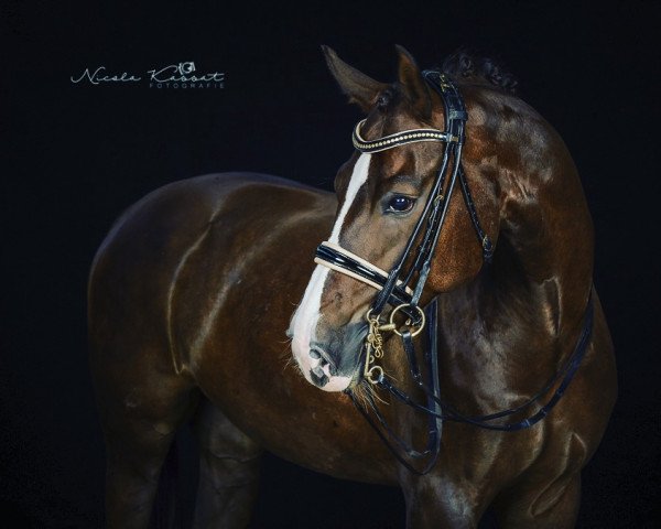 Dressurpferd Soleil Imperial (Hannoveraner, 2009, von Sir Donnerhall I)
