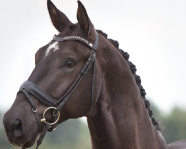 dressage horse Grandeur A (KWPN (Royal Dutch Sporthorse), 2011, from Jazz)