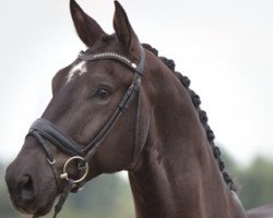 dressage horse Grandeur A (KWPN (Royal Dutch Sporthorse), 2011, from Jazz)
