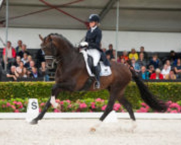 Dressurpferd Fenix (KWPN (Niederländisches Warmblut), 2010, von Vivaldi)