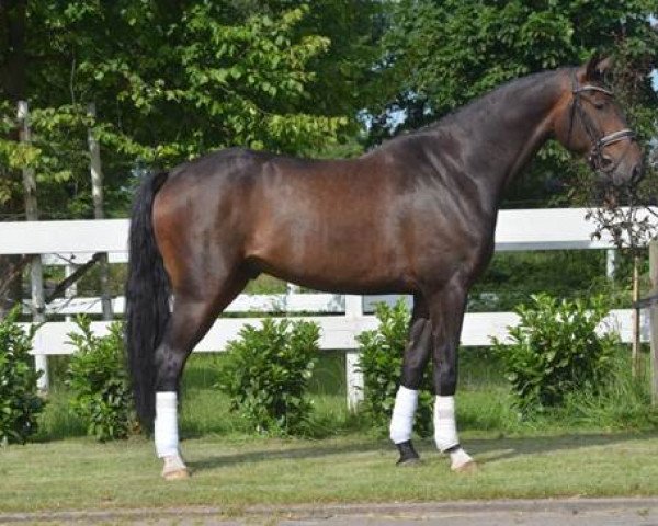 Pferd Kracker Jack C (Oldenburger, 2013, von Krack C)