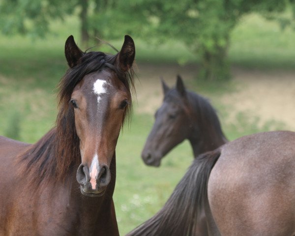 horse Alma (Pura Raza Espanola (PRE), 2016, from Peladilla IV)