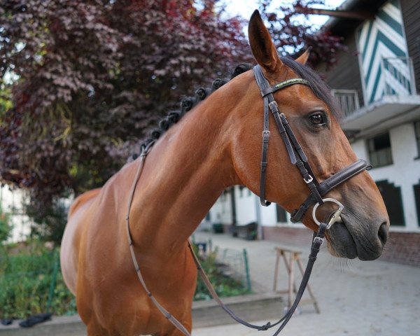 Springpferd Cäsar 193 (Oldenburger, 2006, von Chequille 2)